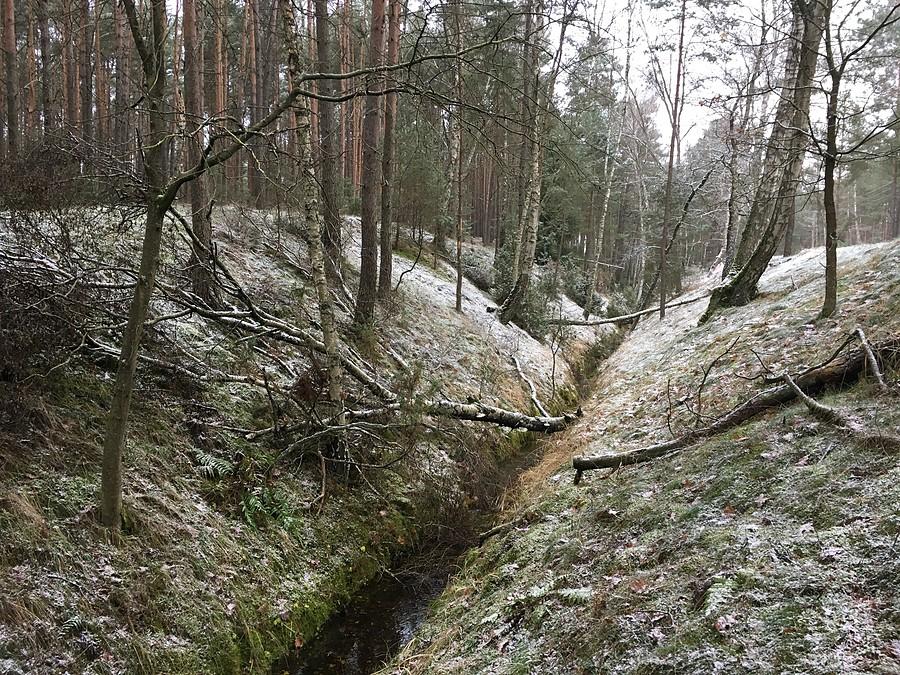 Rów Rzeciński to ciek o długości około 8 km