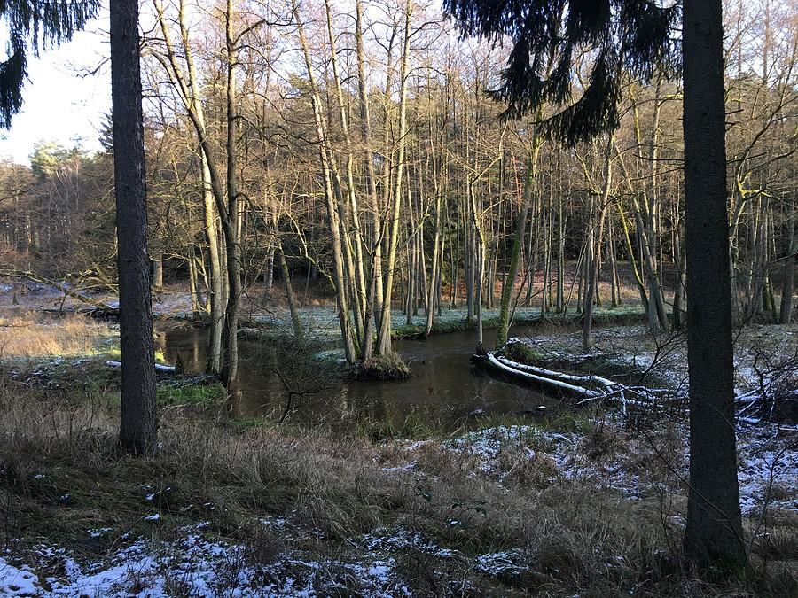 Meandrujący Kończak