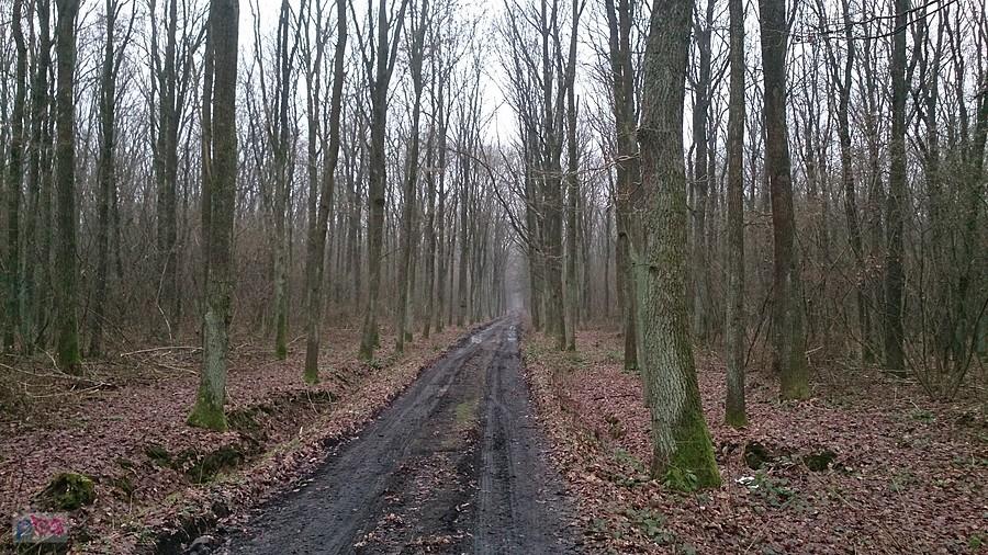 Las niedaleko lotniska w Radawcu