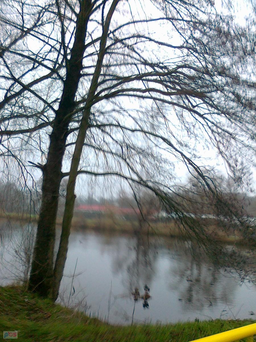 Obowiązkowo staw, tym razem w Zielonkach
