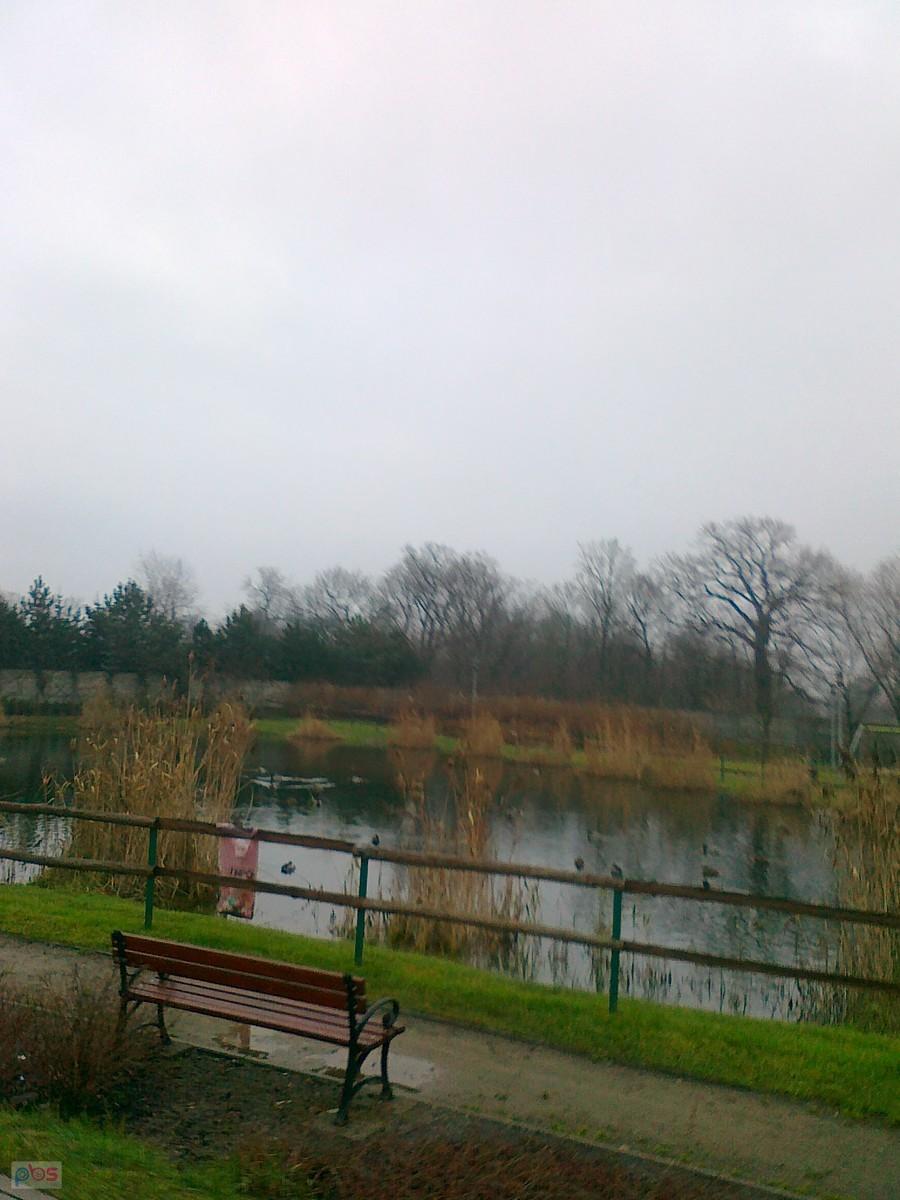 Obowiązkowo staw w Borzęcinie
