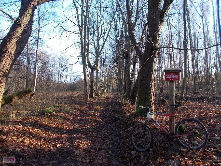 Jagodno - aleja kasztanowa