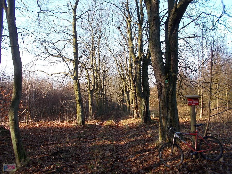 Jagodno - aleja kasztanowa