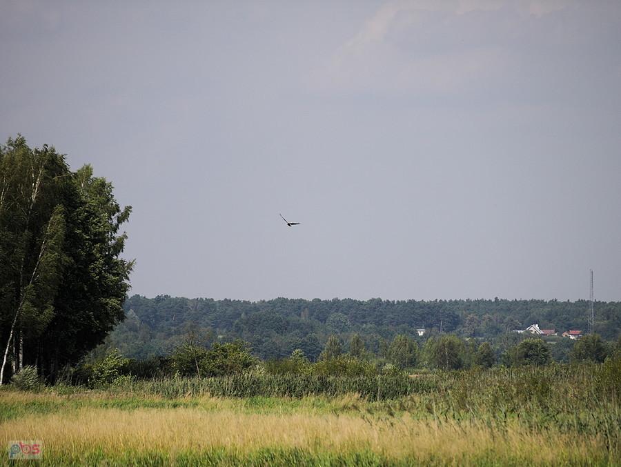 Murowaniec - Sulejów