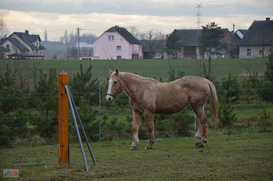 Koń w miejscowości Borek