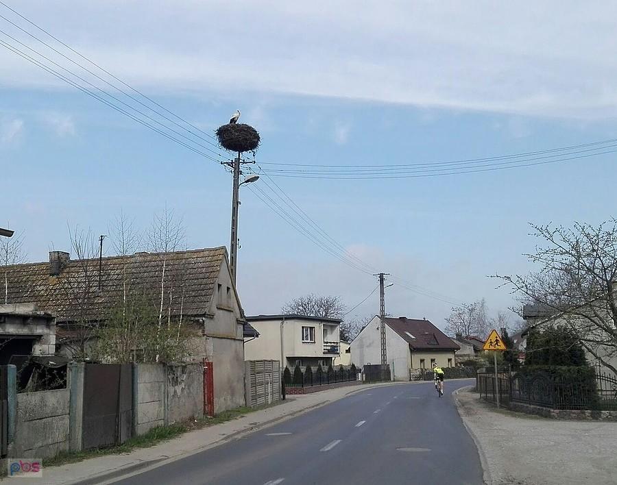 Podsumowanie 2017 - jeden bocian na początek to zawsze coś
