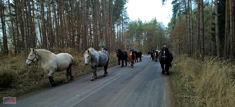 Spłoszone konie pod Sławoszewem.