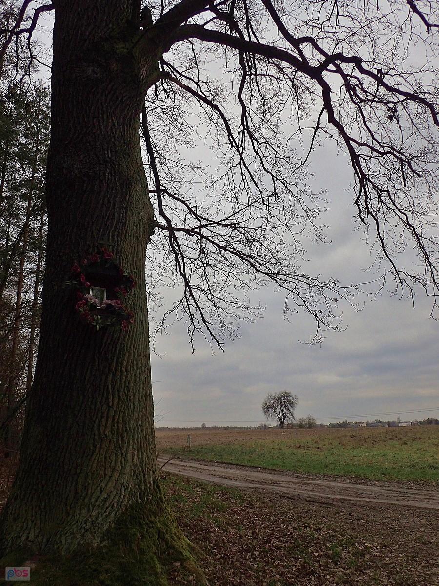 Kapliczka na dębie