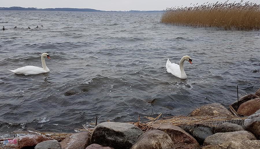 Łabędzie na J.Miedwie