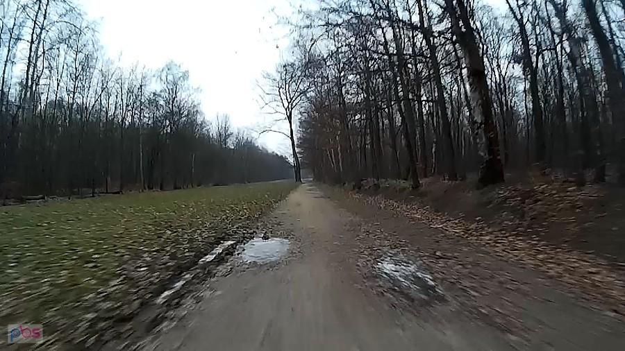 W lasku Makoszowskim