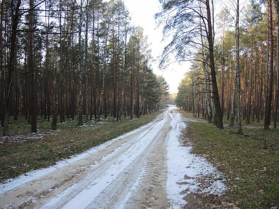 Droga w kierunku Romanowa Dolnego