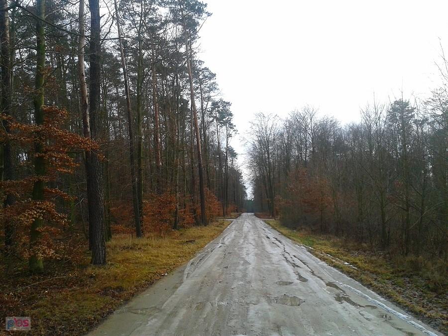 Lasy Nadleśnictwa Turek - Szymany, Czyste