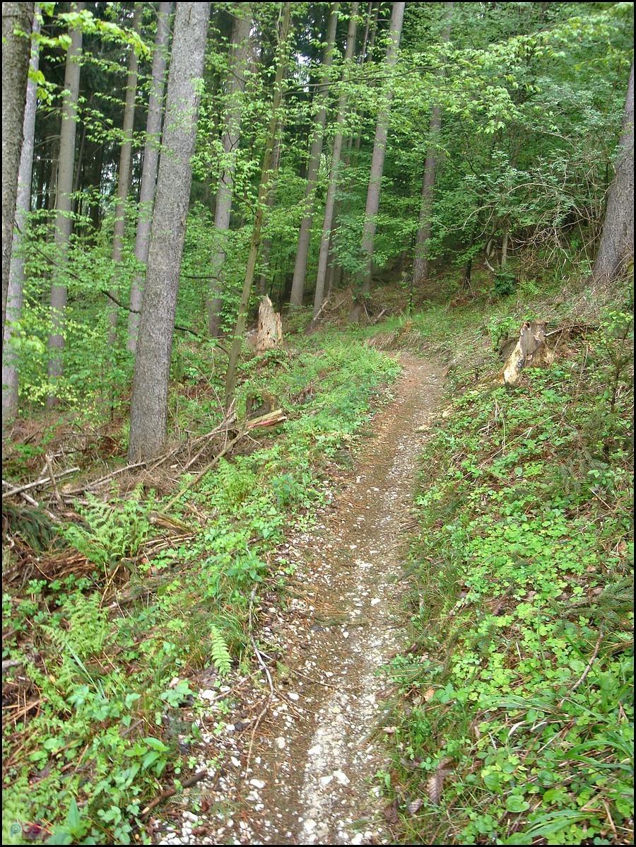 Kotlina Kłodzka 2012; trail wzdłuż Czarnego Potoku