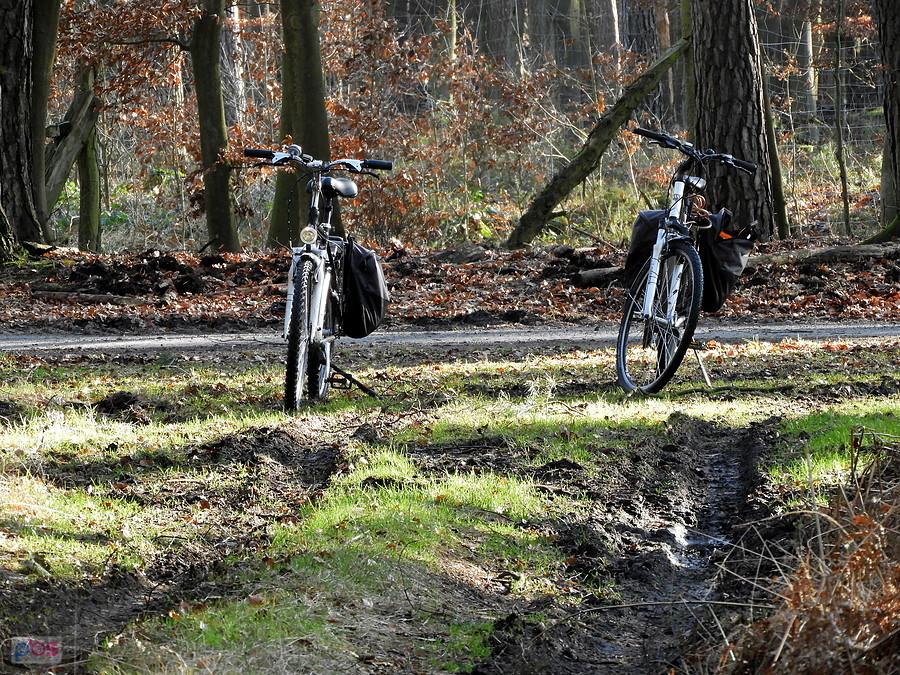 Nasze rowery na drodze leśnej nr 27.