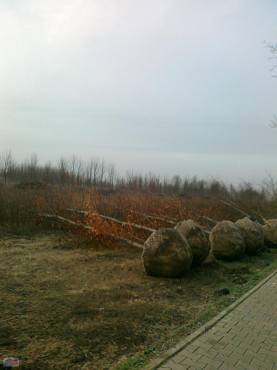 Drzewa przygotowane do przesadzenia