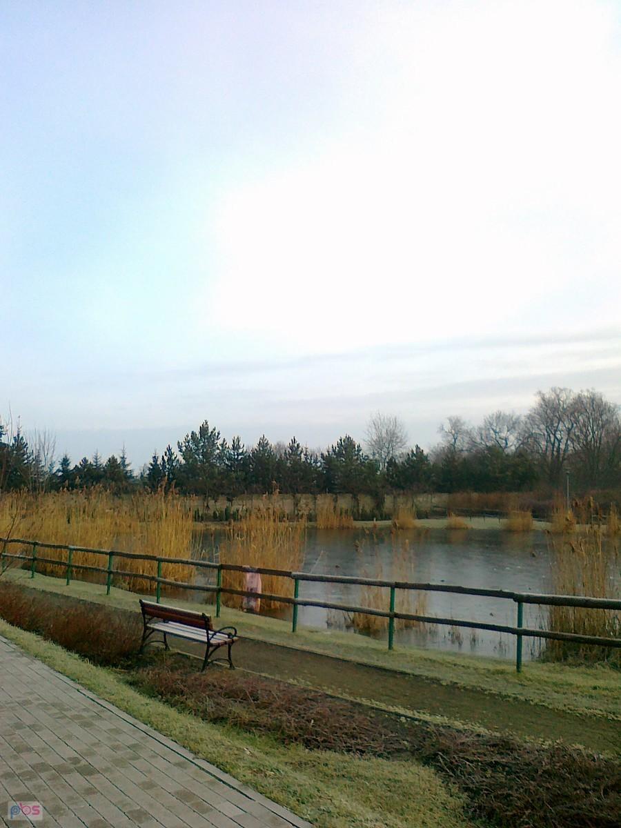 Staw w Borzęcinie