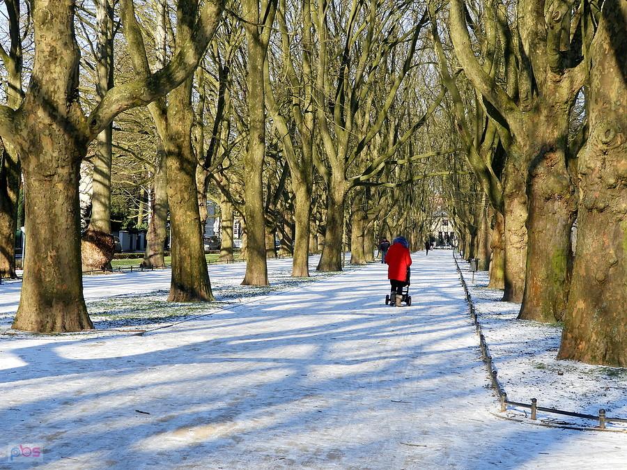 Jasne Błonia - platanowa aleja przyprószona śniegiem.