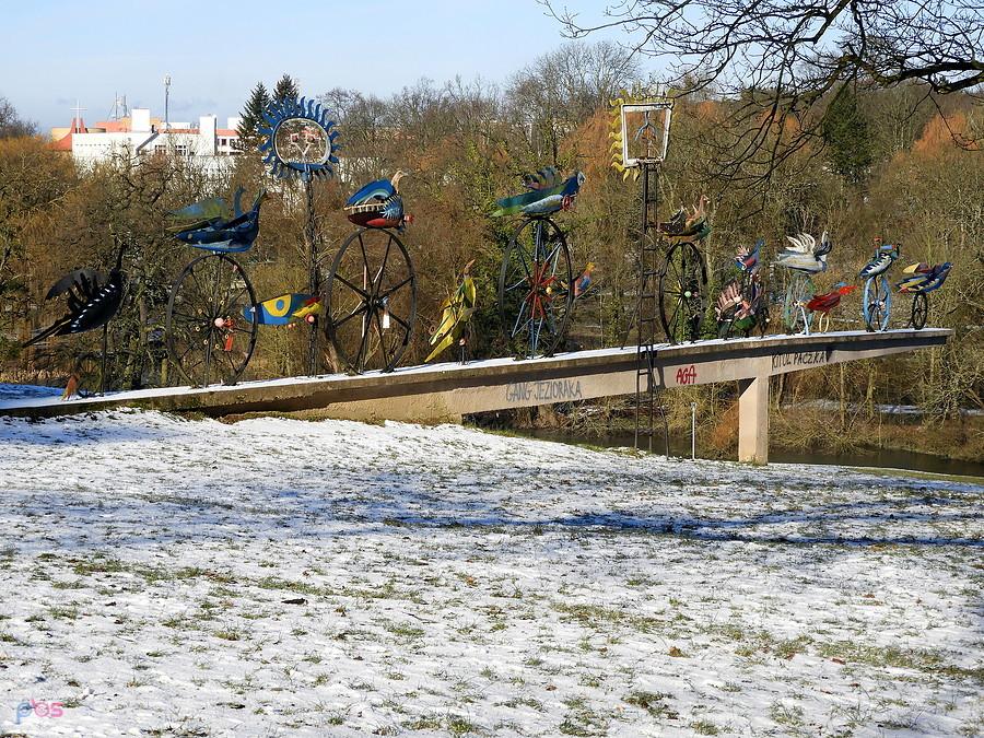 Ptaki Hasiora przyprószone drobnym śniegiem.