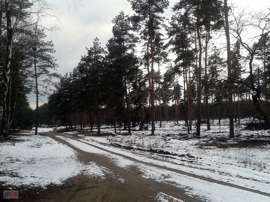 Nadleśnictwo Czarny Las