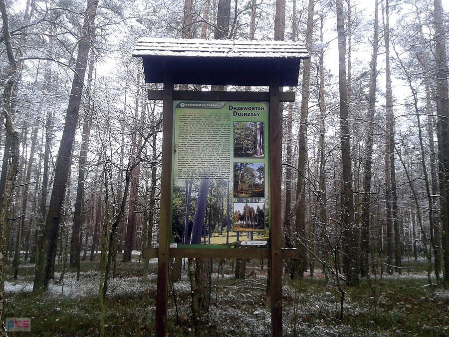 Lasy Nadleśnictwa Poddębice