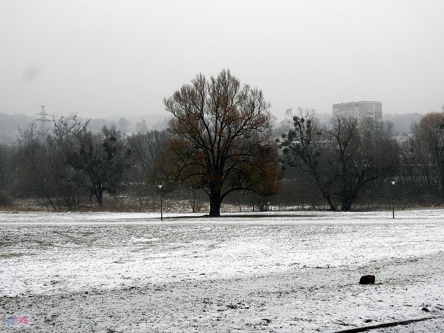 Pod lasem - tym razem we mgle, więc bez kolorów.