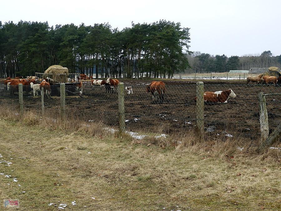 A tu zimowy wychów bydła w Blankensee.