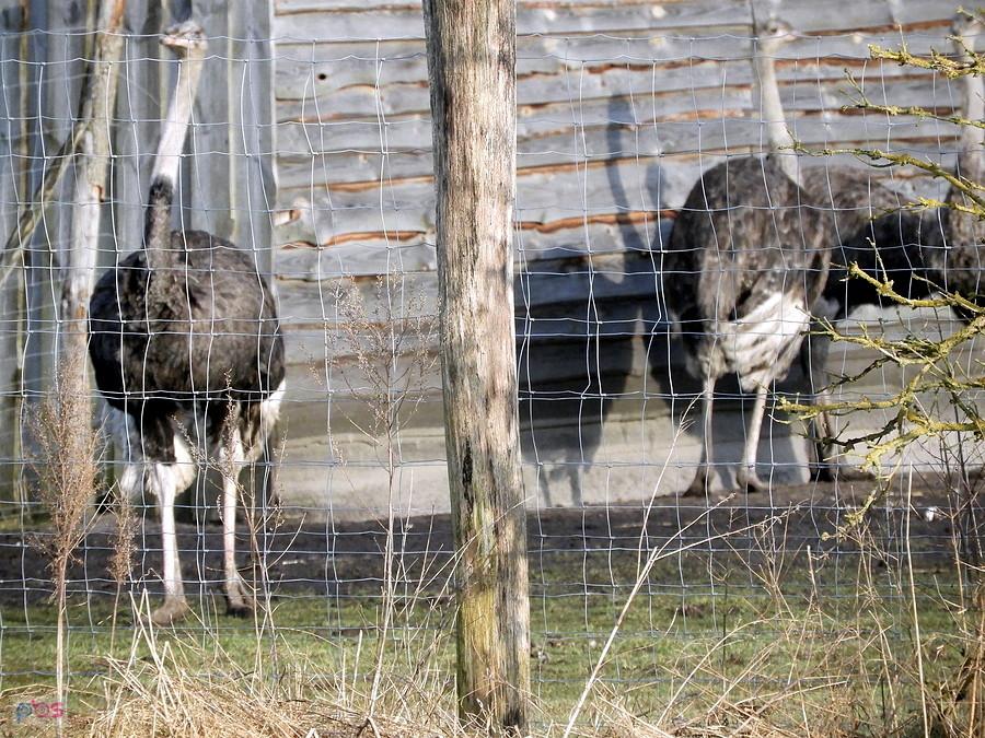 Strusie z Blankensee.