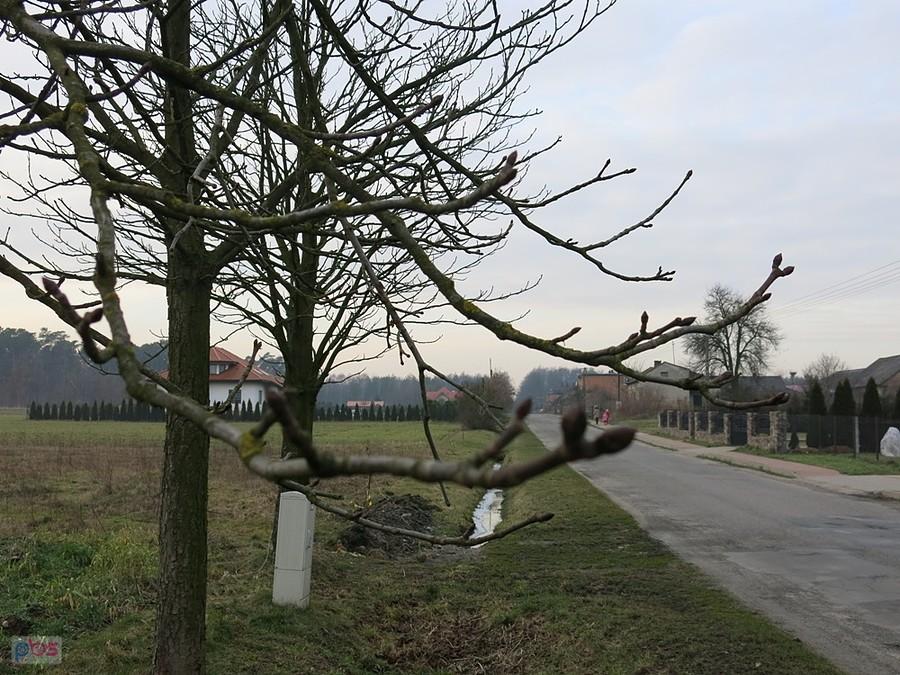 Prawie każdy krzak, każde przydrożne drzewo tak wygląda