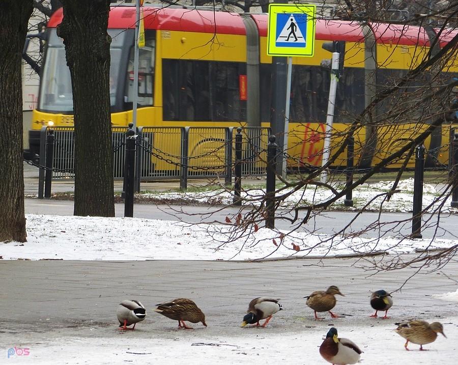 Kaczki na Andersa