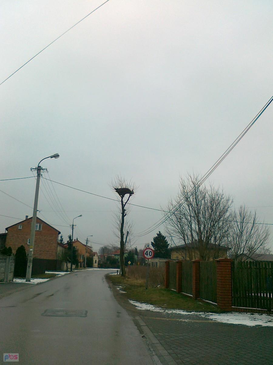 Zarośnięte bocianie gniazdo
