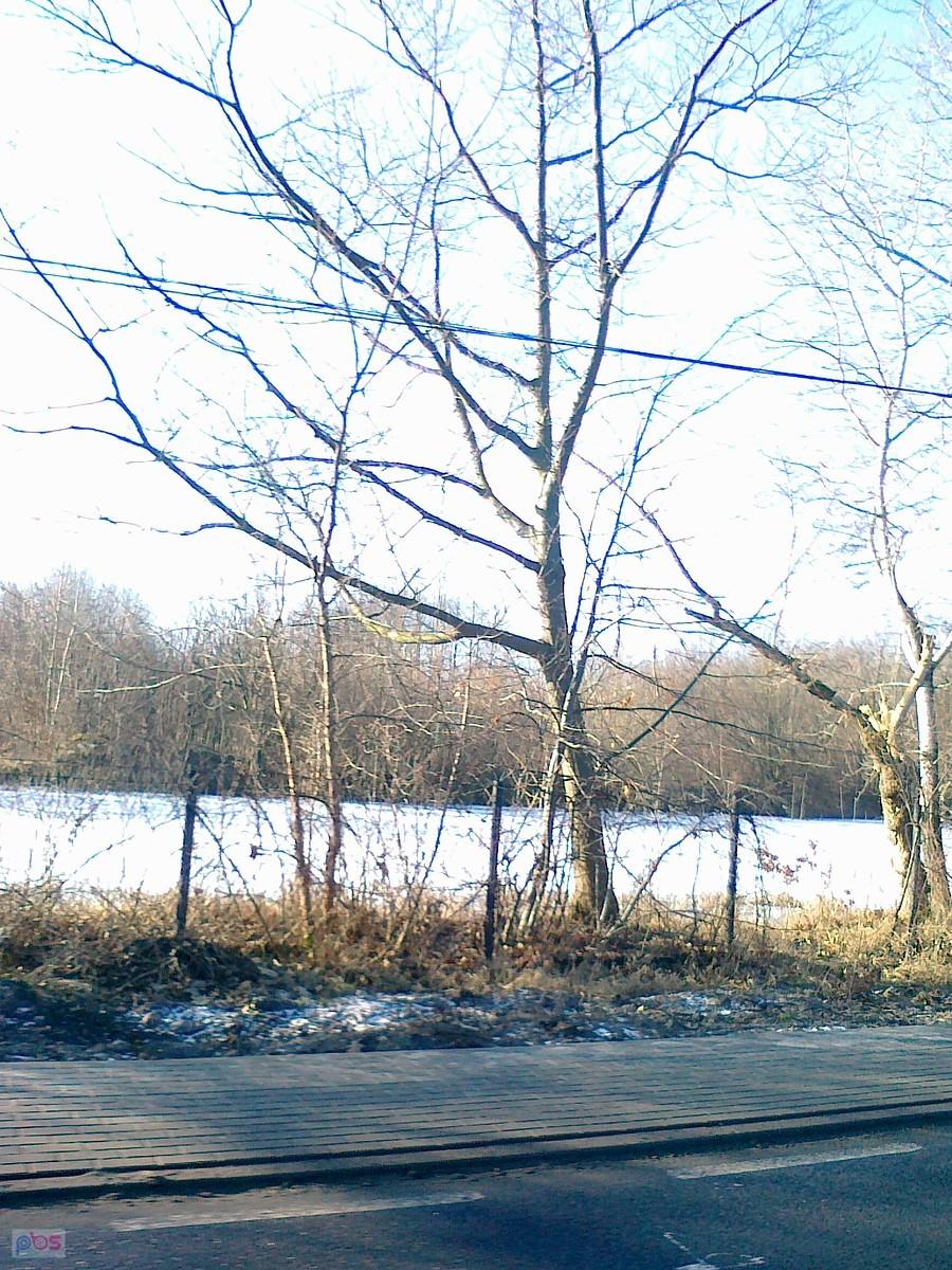 Zamarznięty staw w Umiastowie