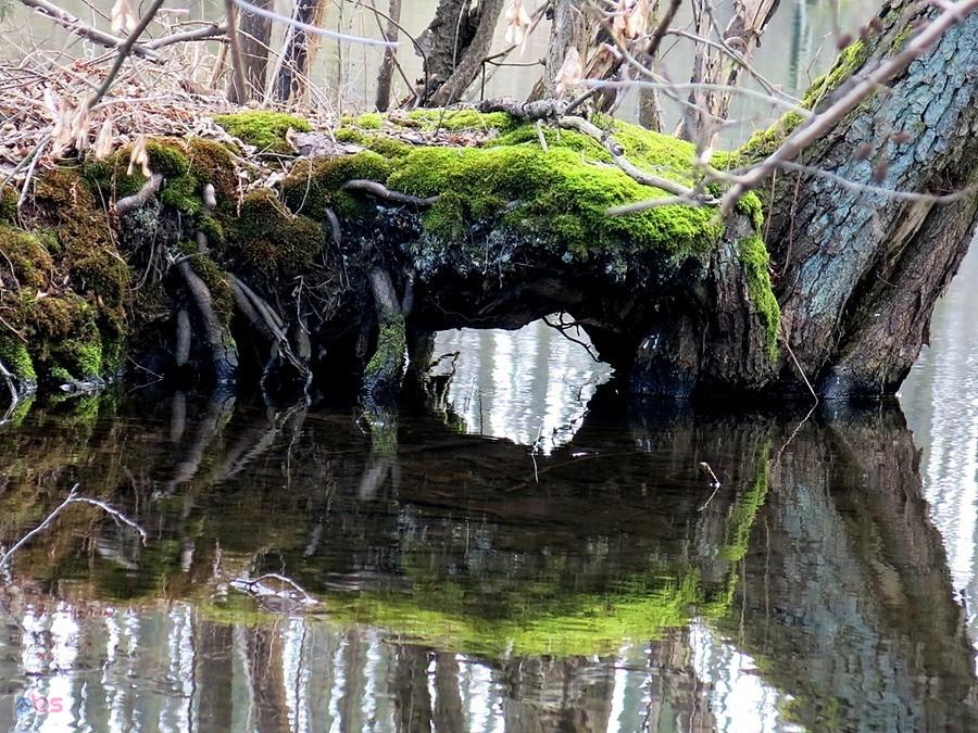 "W tunelu" - Rezerwat Niebieskie Źródła