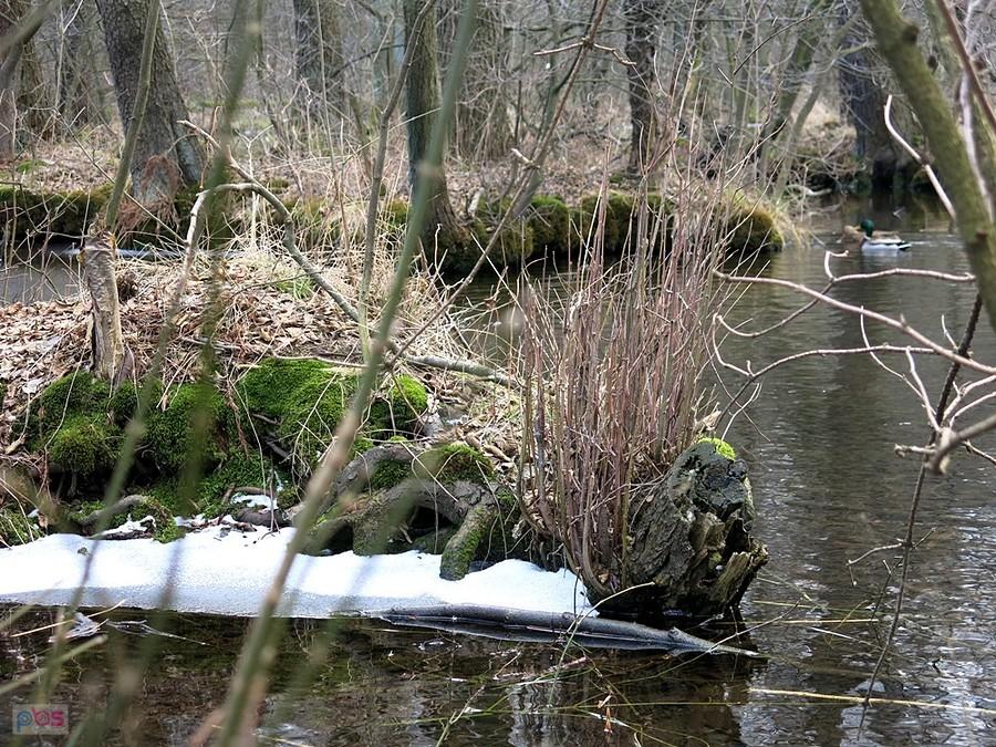 Tu jeszcze widać zimę - Rezerwat Niebieskie Źródła