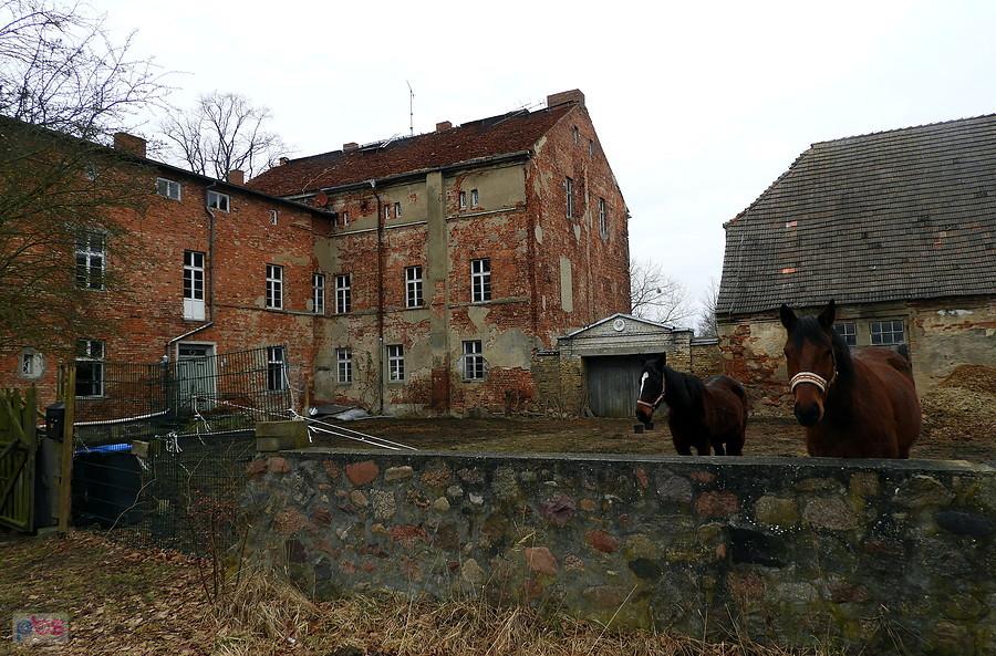 Konie z miejscowości Hohenholz.
