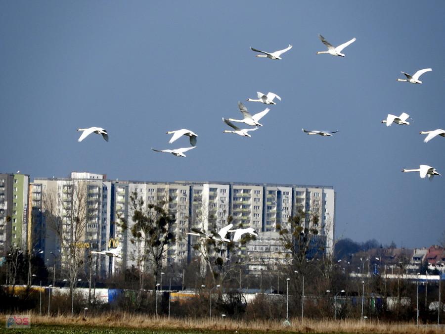Spłoszone przez nas łabędzie pod Ustowem.