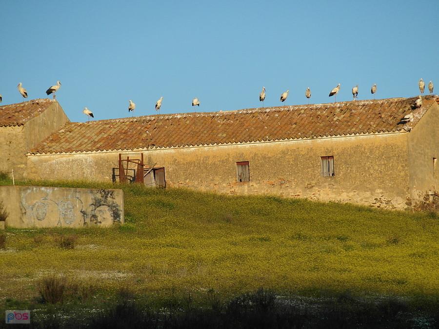 Bociany w regionie Algarve- Portugalia