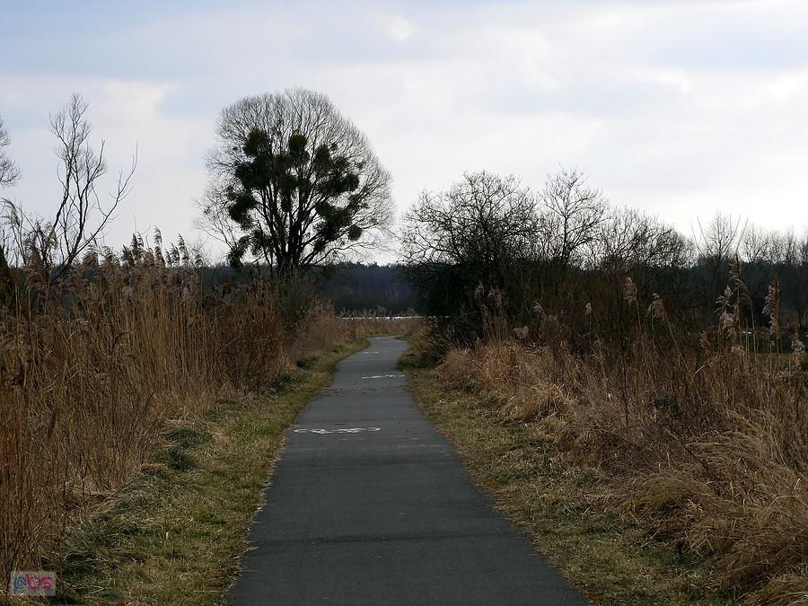 Rowerowa ścieżka omijająca miejscowość Buk.