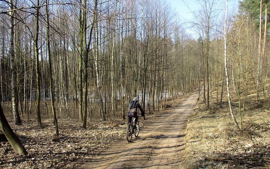 Rowerzysta na leśnej ścieżce w Puszczy Zielonka