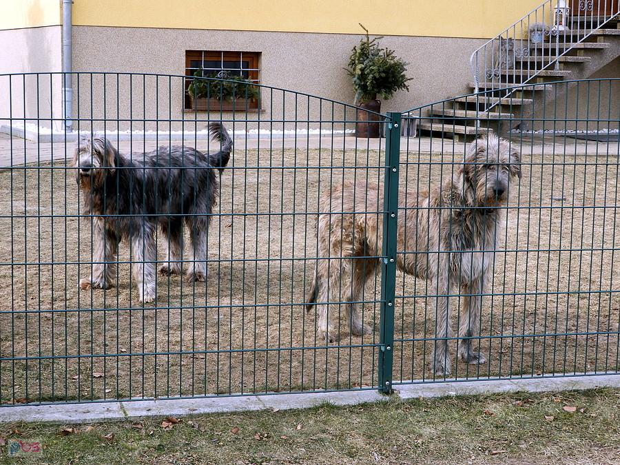 Sympatyczne psy z Penkun. Jaka to rasa ?