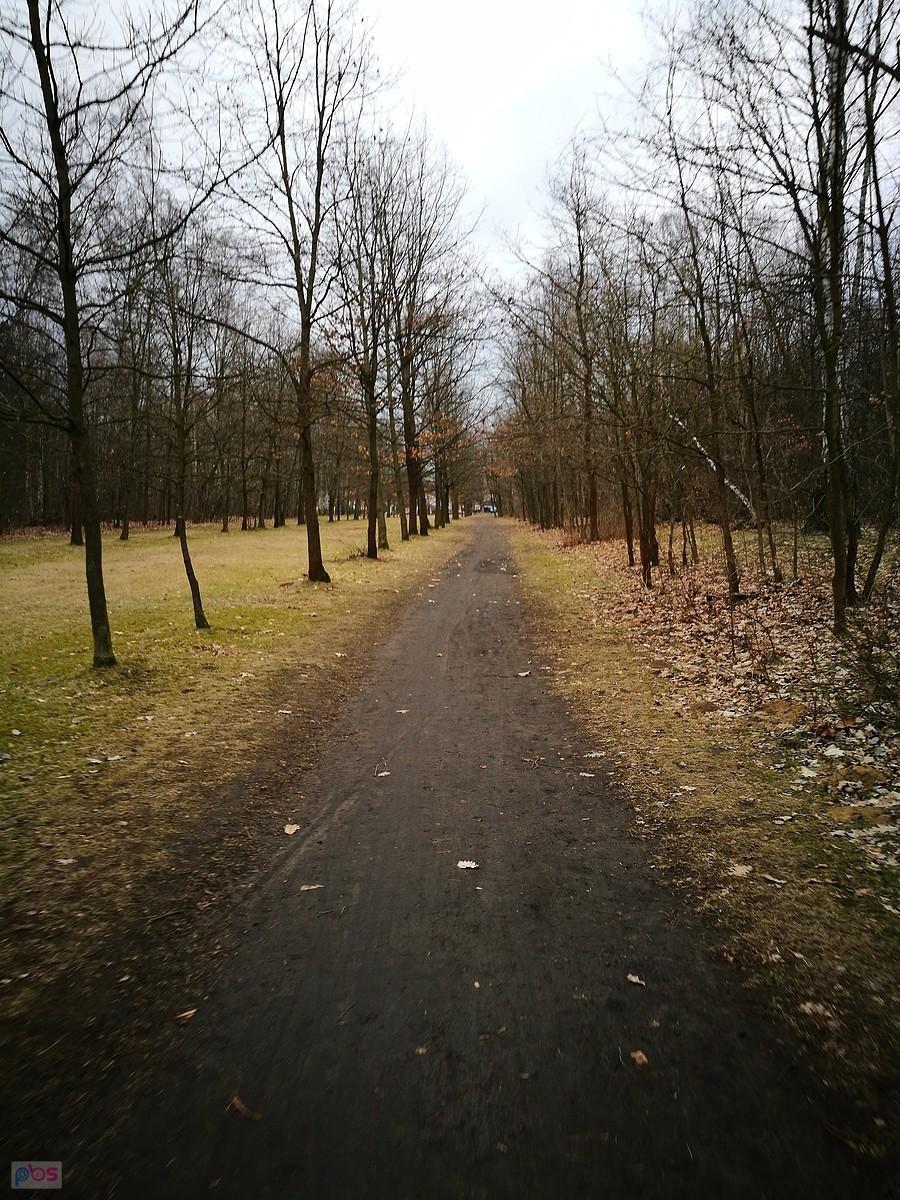 Aleja w parku na Zdrowiu