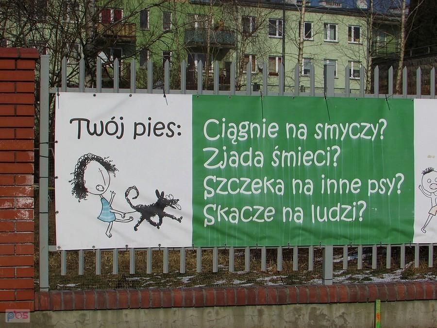 Co robi twój pies ?