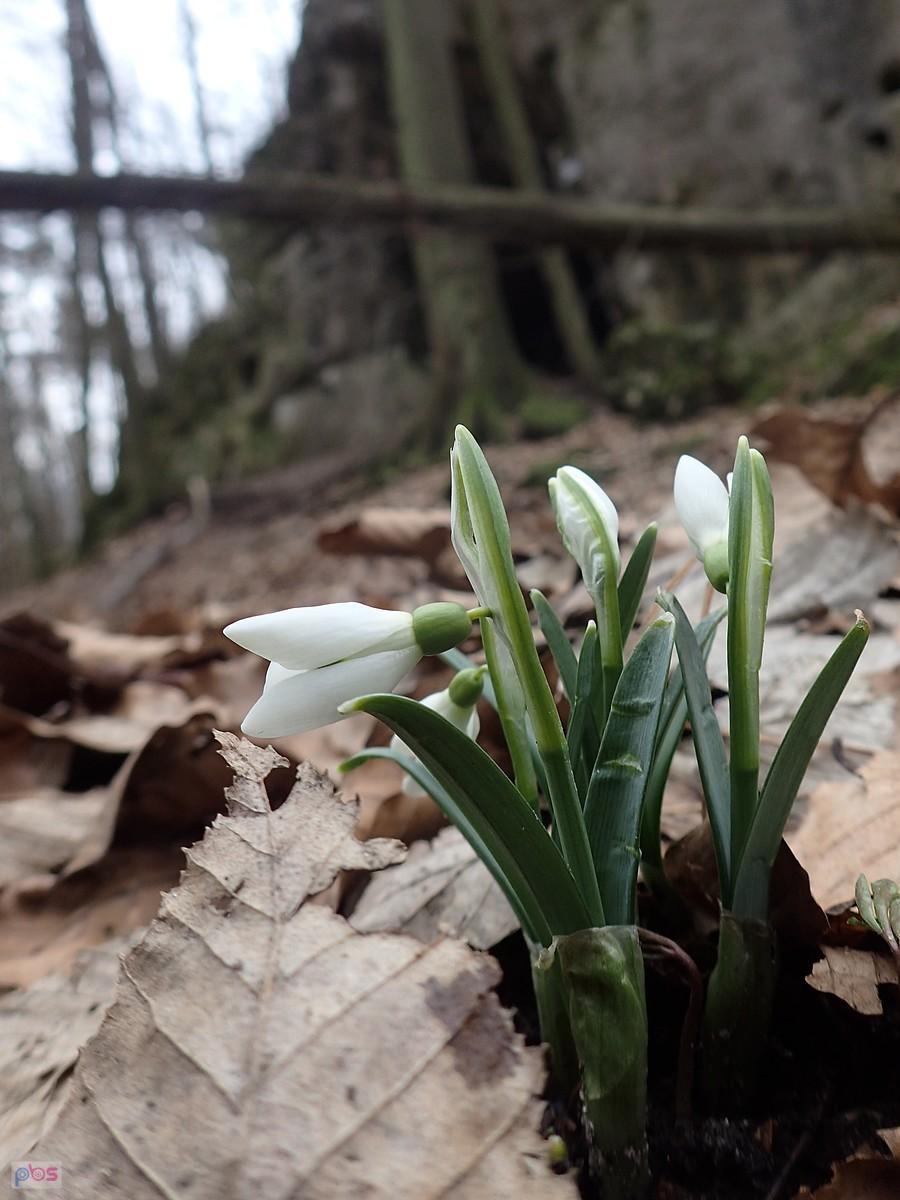 Przebiśniegi na Wzgórzu Ostrężnickim