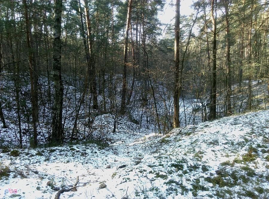 W lesie leży jeszcze śnieg