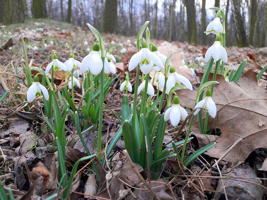 Przebiśniegi III.