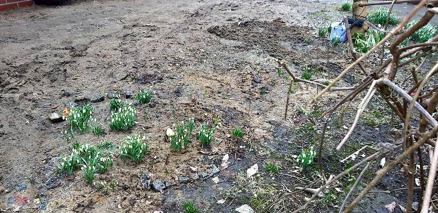 Wiosennie przed domem - nie miałem lepszego pomysłu na zdjęcie ani aparatu fotograficznego.
