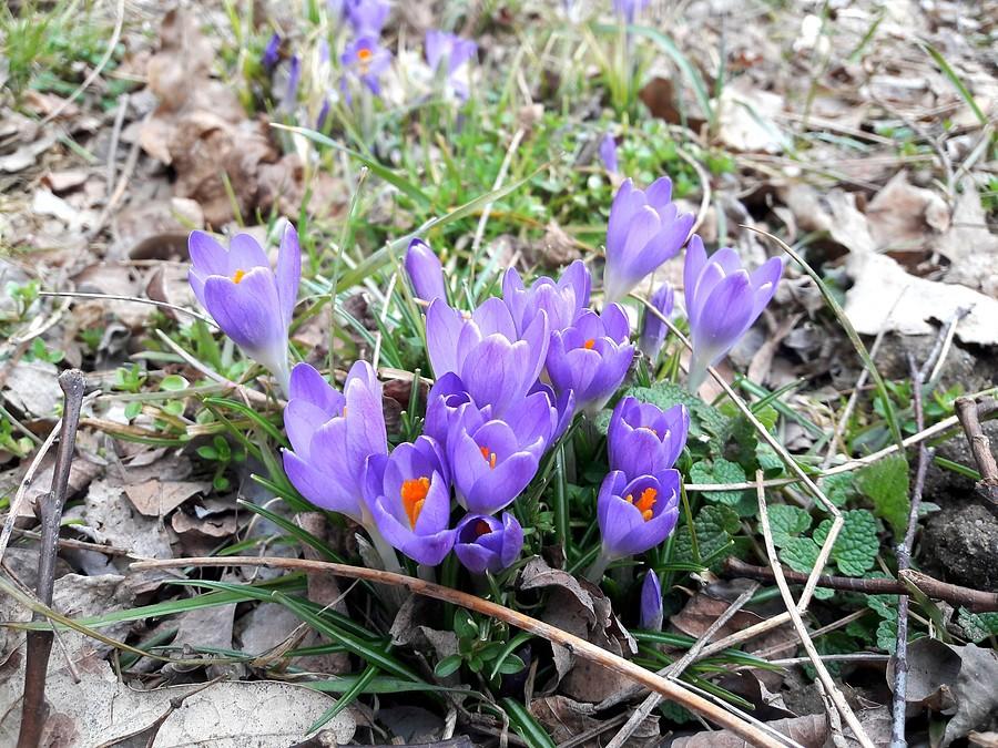 Krokusy w Lasku Aniołowskim.