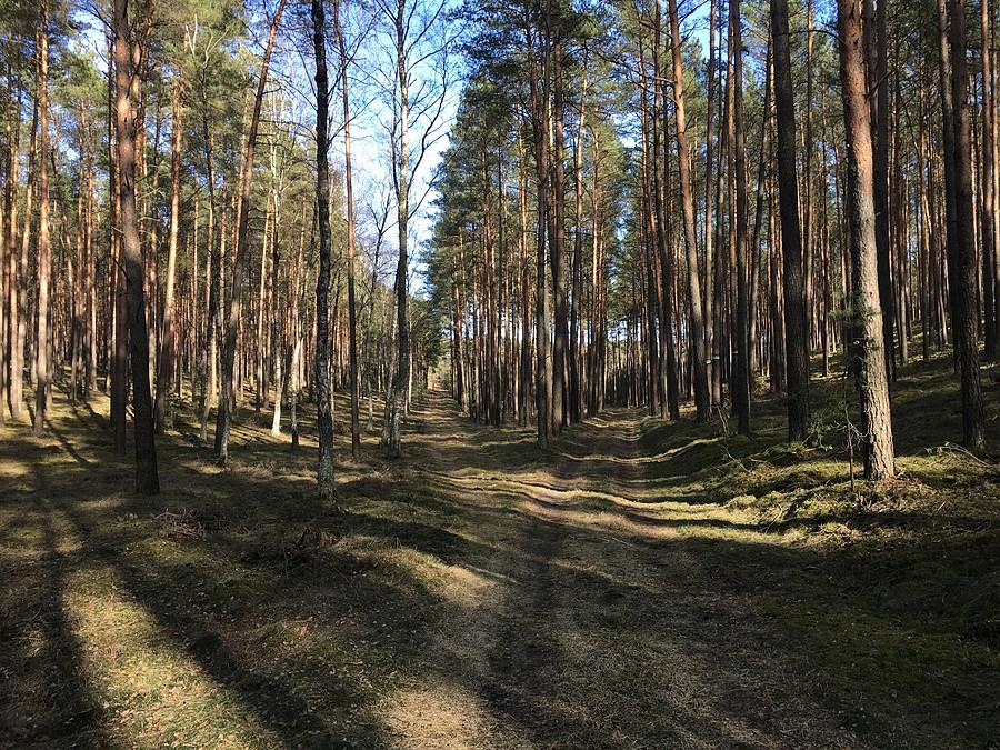 Leśne dukty