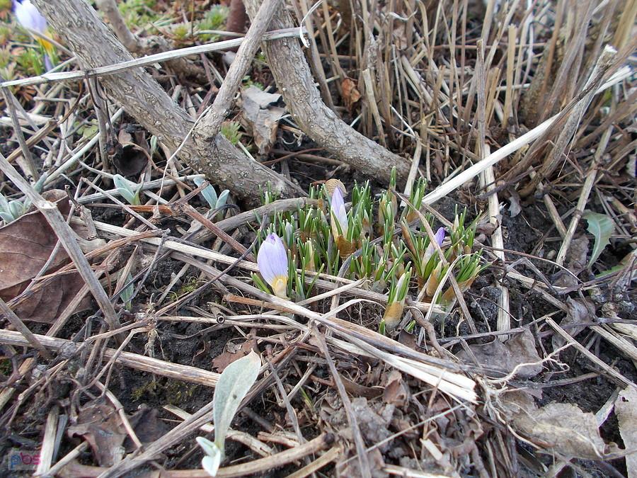 Krokusy