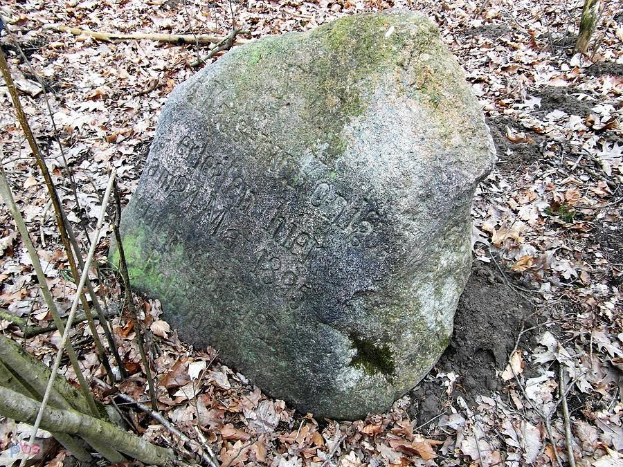 Kamień Wilhelma nr 16 - lasy prakwickie