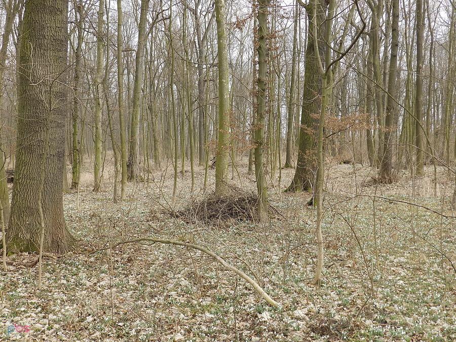 Przebiśniegi